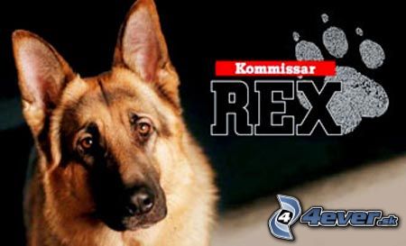 obrazky_4ever_sk-komisar-rex-5780540