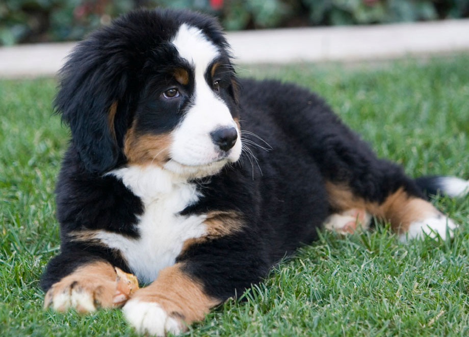 bernese-mountain-puppy