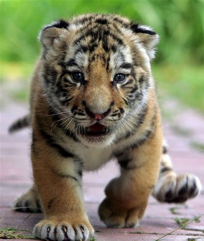 tiger_cub-thumb-411x485-213150