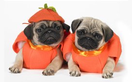 11159__halloween-dogs_t